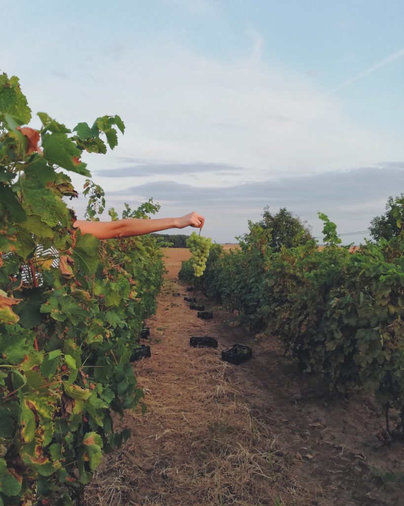 Vignes de Bourgogne