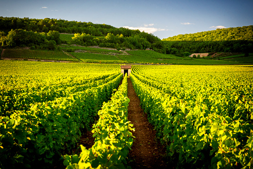 Vignes